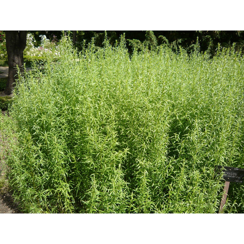 Benih Seribuan - 20 Bibit Herb Tarragon Russian Tanaman Herbal Unggul