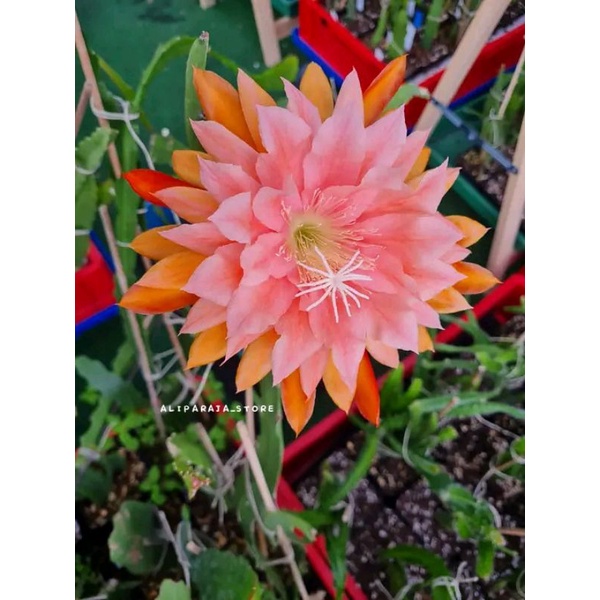 Tanaman Hias Wijaya Kusuma Hibrid ID AMERICAN SWEETHEART