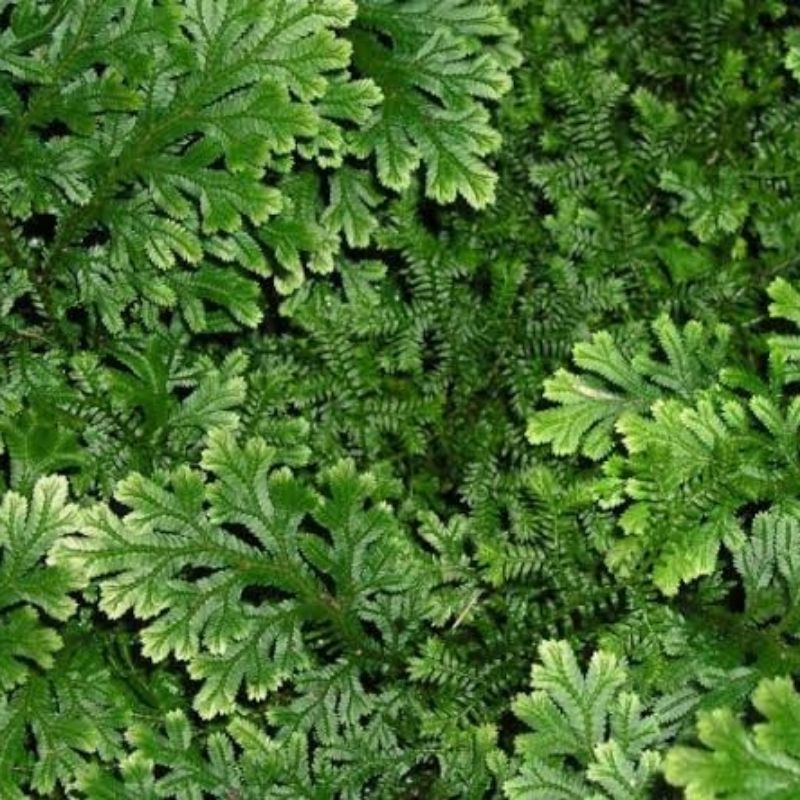 

Daun Cakar Ayam Fres Petik Langsung 500 Gram