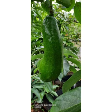 BIBIT ALPUKAT SUBANG/KELUD BATANG BESAR(FULL MEDIA)