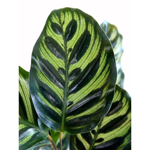 TANAMAN HIAS CALATHEA MAKOYANA - TANAMAN HIAS CALATHEA