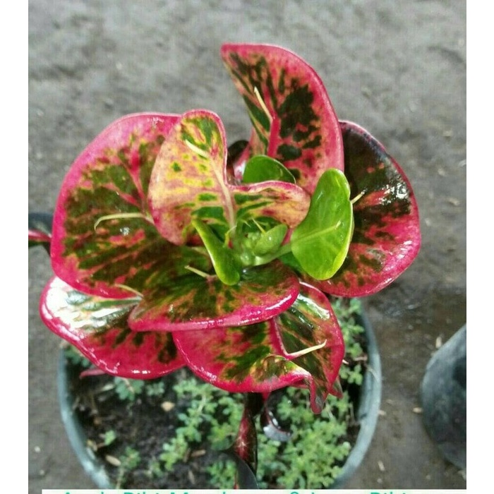 Ready Bibit Puring Apel Merah Tanaman Hias - Benih / Biji / Bibit