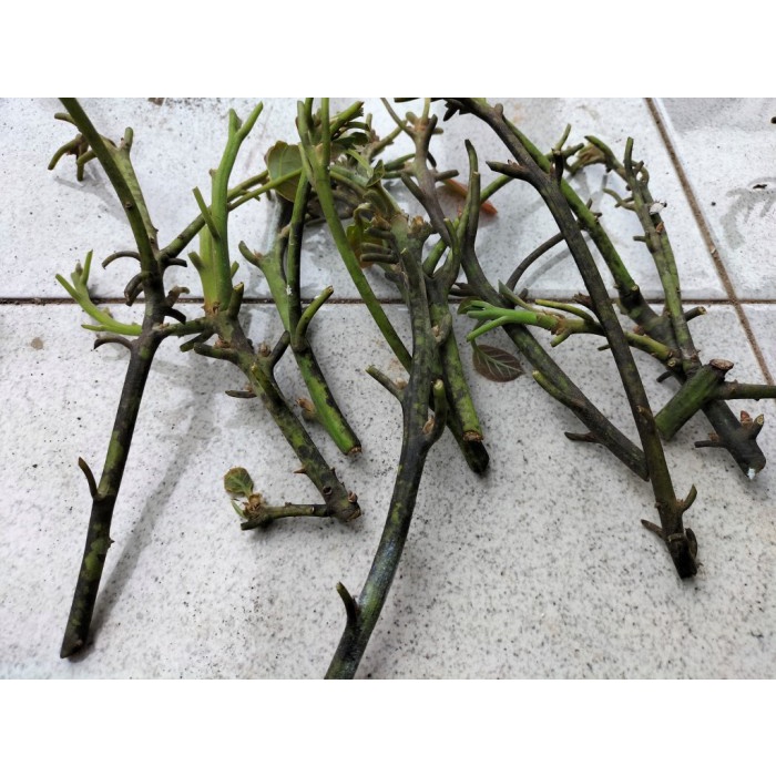 Promo Entres / Batang Segar Alpukat Red Vietnam