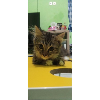 Kucing Munchkin Ceper Kaki Pendek Cebol