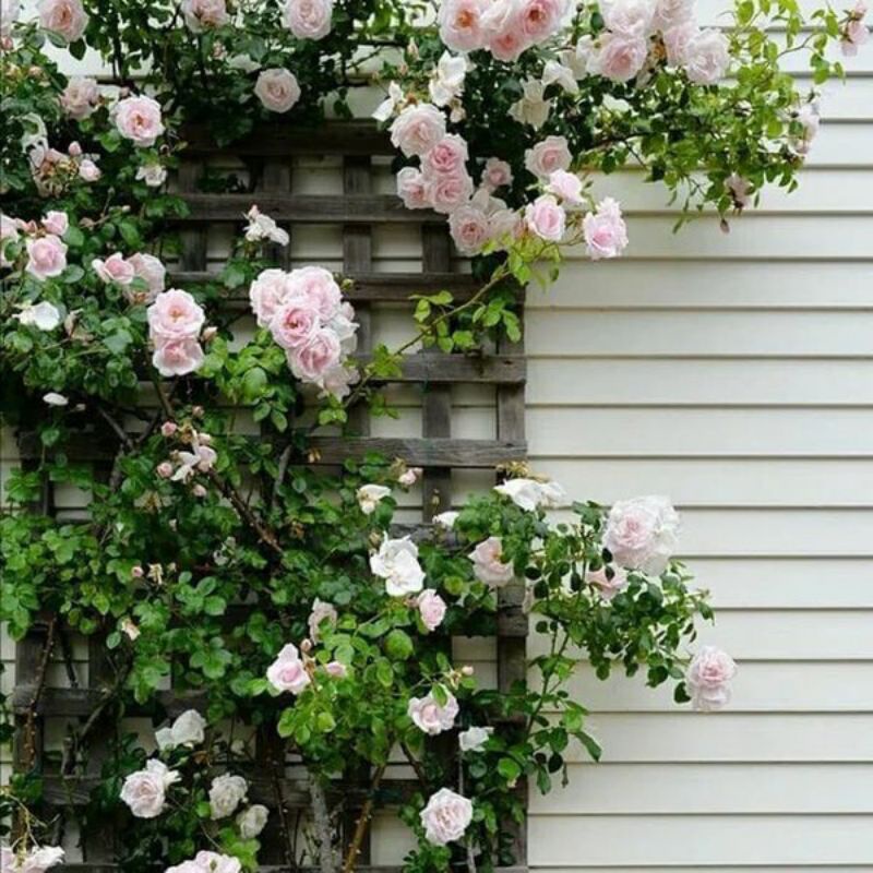 Bibit bunga mawar rambat