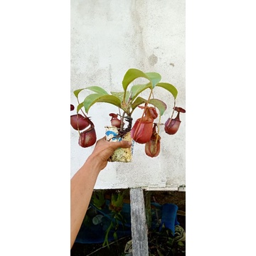 kantong semar nepenthes bicalcarata ukuran besar
