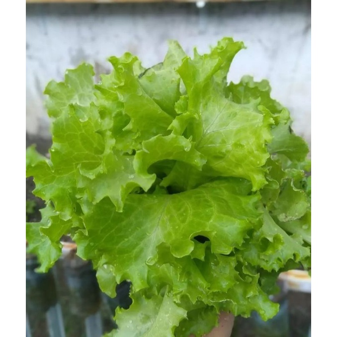 Benih Selada Keriting Panah Merah