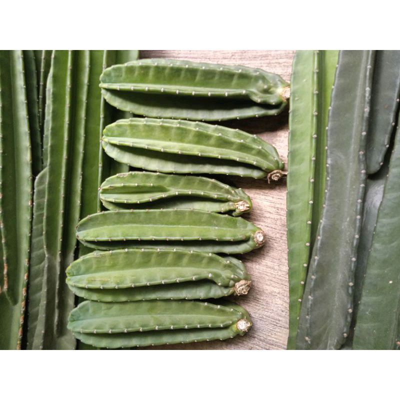 kaktus koboi besar // kaktus koboi tanpa duri // kaktus koboi ukuran 20-25cm