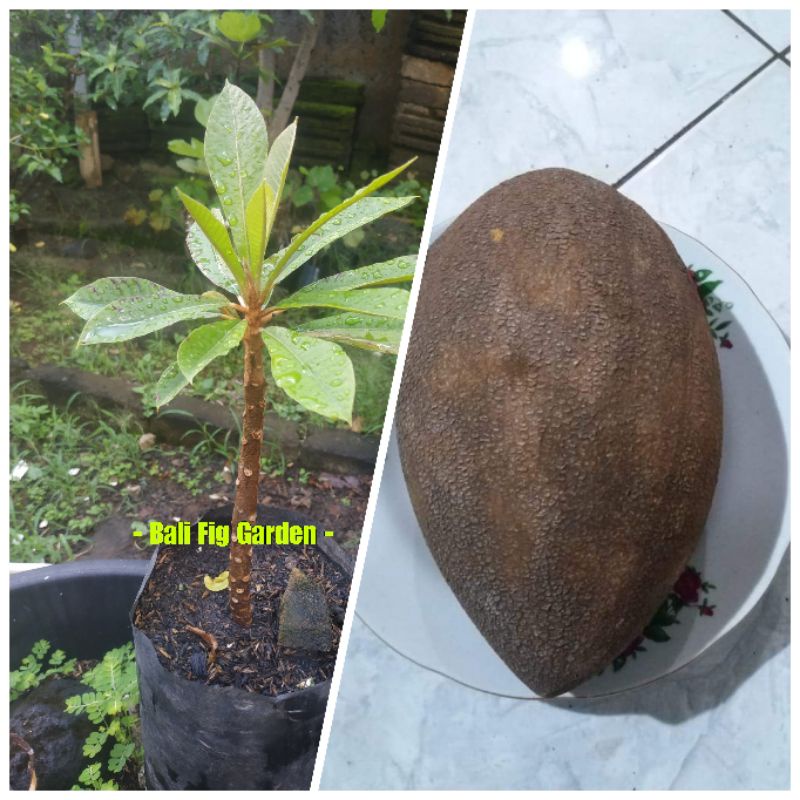 Mamey sapote Tazumal sawo raksasa