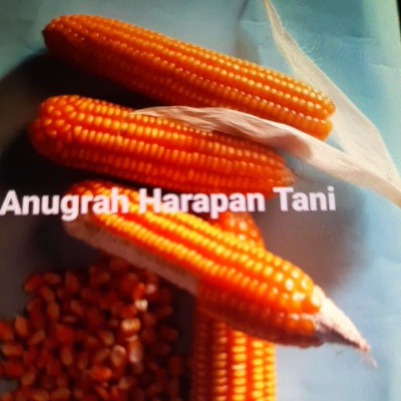 jagung kering pipil