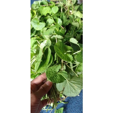 DAUN PEGAGAN SEGAR/DAUN ANTANAN/PEGAGAN ANTANAN/PER IKAT