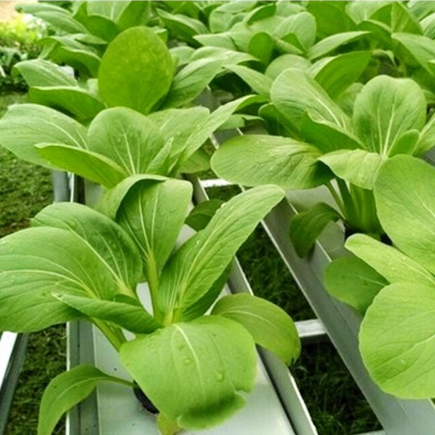 BENIH SERIBUAN - Aneka Bibit Sawi Sawian Tanaman Sayur Sayuran Hidroponik Varian Unggulan