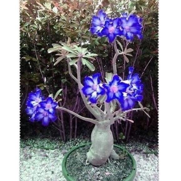 [COD] L985L985 Bibit bunga hidup Kamboja Jepang/adenium godji /Bonsai Bluewhite adenium arabicum ade