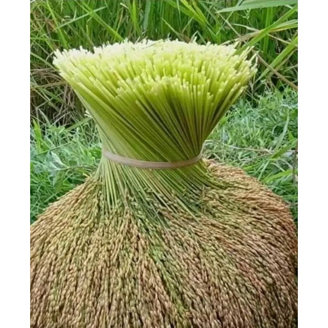 

Padi kering gedengan