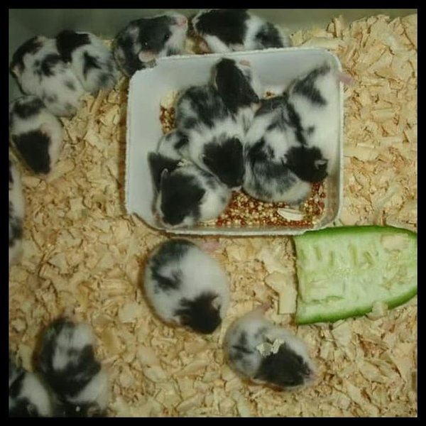 Paket Hamster Panda