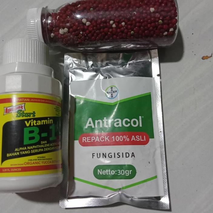 paket Antracol+B-1+pupuk aglonema spesial