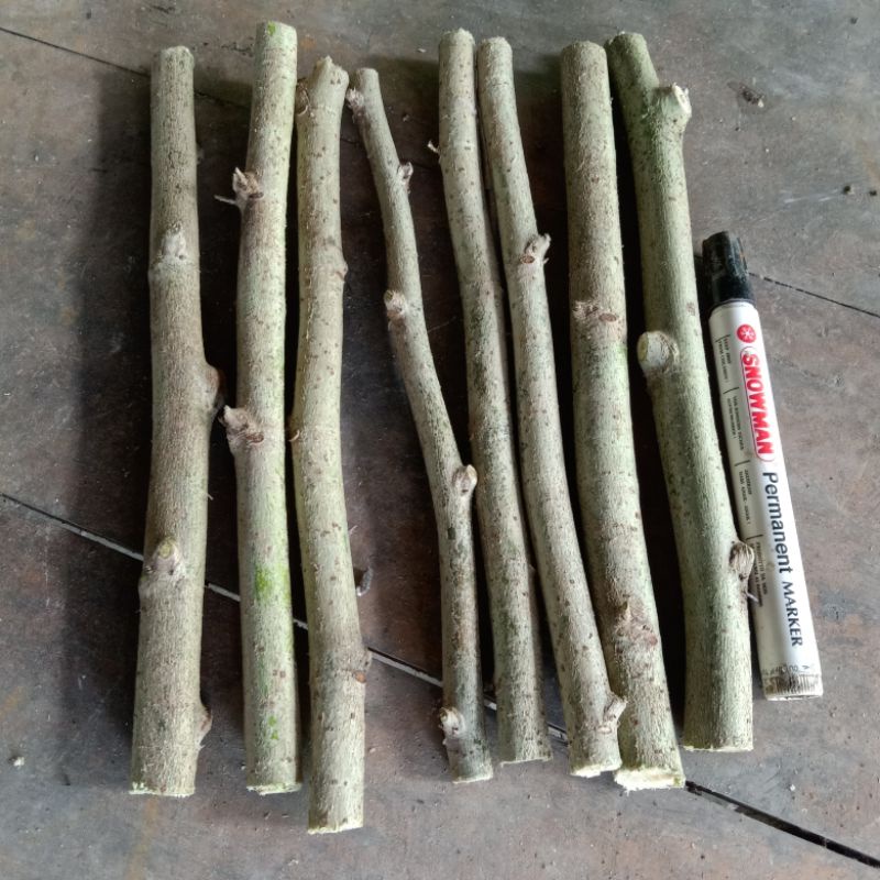 Stek ficus Amplas ampelas fresh bahan bonsai 500 gram