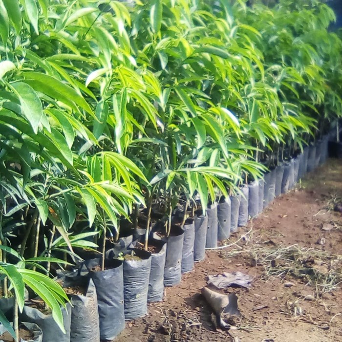 BIBIT BUAH MAHKOTA DEWA 50CM // TANAMAN MAHKOTA DEWA // MAHKOTA DEWA CCCC