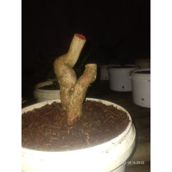 saeng simbur vietnam bunga ungu