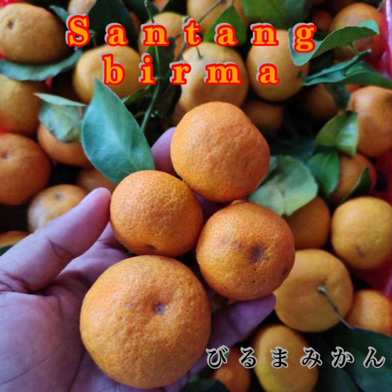 

|Jeruk shantang birma|manis|jeruk santang|nuri fruits|buah segar|buah segar bandung|buah online bandung
