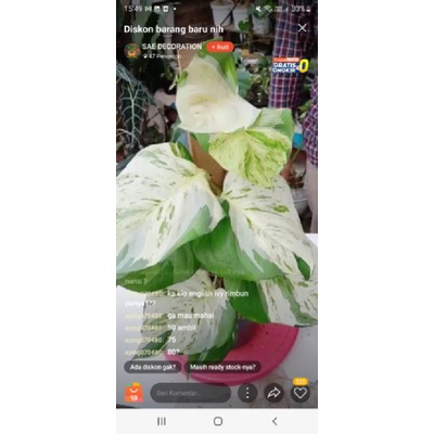 tanamn hias  epipremnum  manjula daun besar