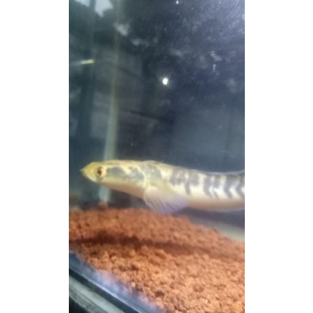 

ikan yellow sentarum