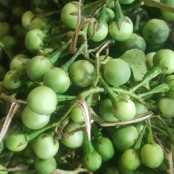 

Sale [FG2] Tekoka/Rimbang 500gr