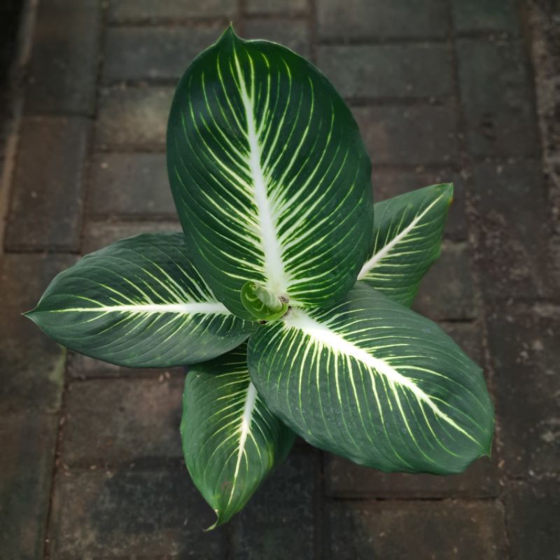 Aglonema Diven Gurita