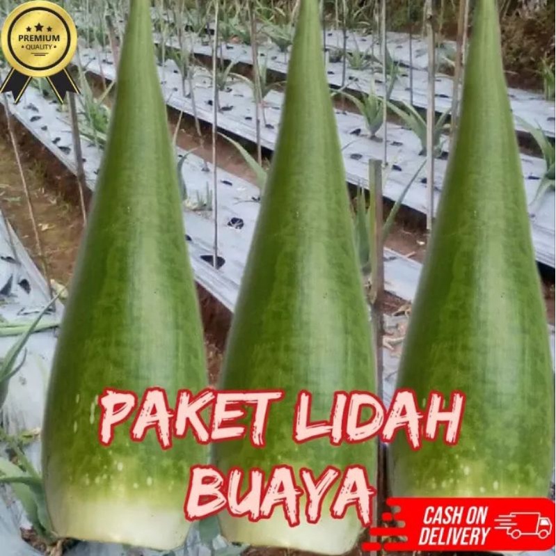 Lidah Buaya Jumbo Lidah Buaya Super Lidah Buaya Pontianak Lidah Buaya Buat Rambut Pelepah Lidah Buay