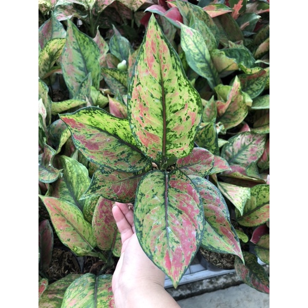 Aglaonema Heng Heng