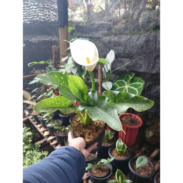 Jual Tanaman Hias Calla Lily Putih Cantik Bunga Putih Shopee Indonesia