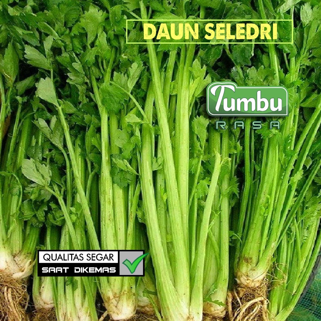 

DAUN SELEDRI 1 KG [250g, 500g] - sayuran segar Celery