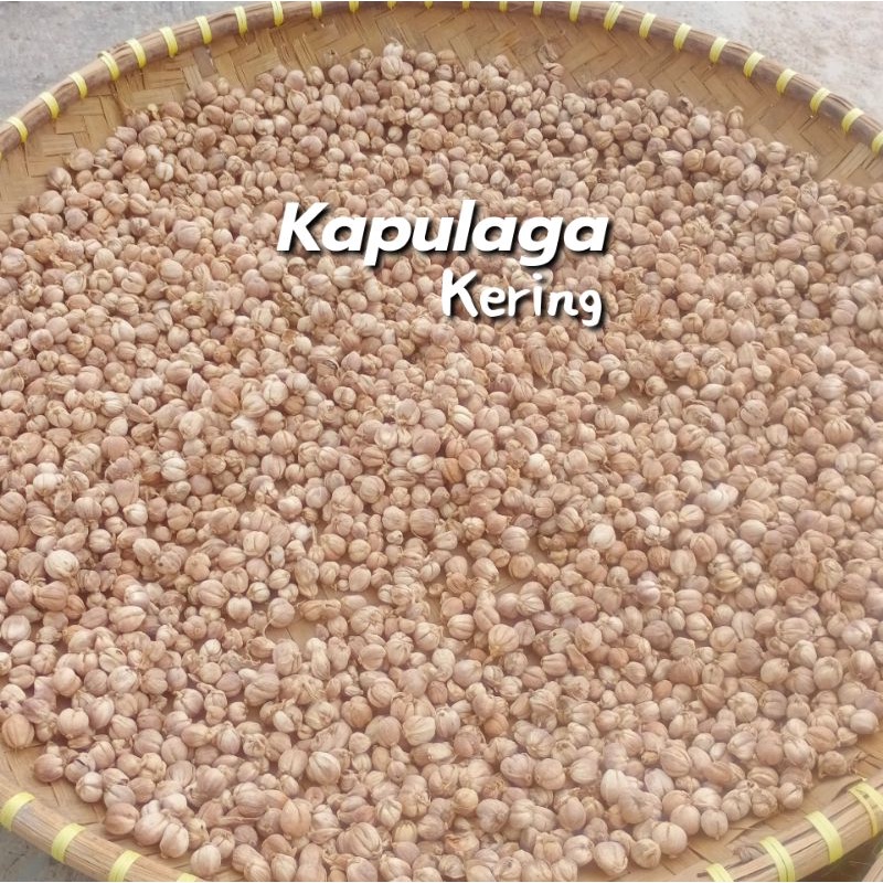 Kapulaga 1kg Kapolaga Jawa Kapulaga Jawa