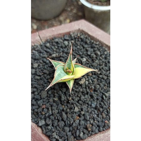 Sansevieria pinguicula varigata istimewa