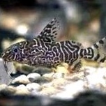 ikan sapu sapu sinodontis synodontis ikan pembersih kaca ikan hias aquascape ikan hias aquarium syno