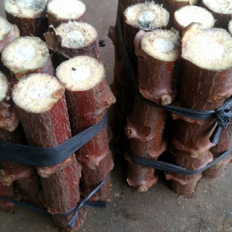 Bibit Singkong Rema, Rhema