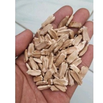 

500 Biji Benih Labu Botol Guci