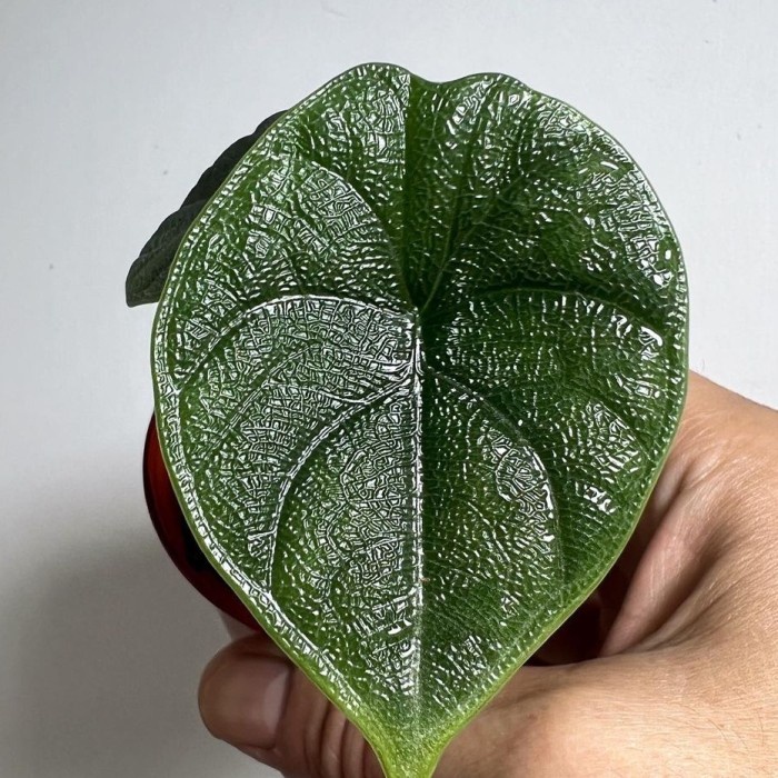 Benih Alocasia Melo Badak Rhino Skin Alokasia Rino Pohon Not Bonggol Keladi