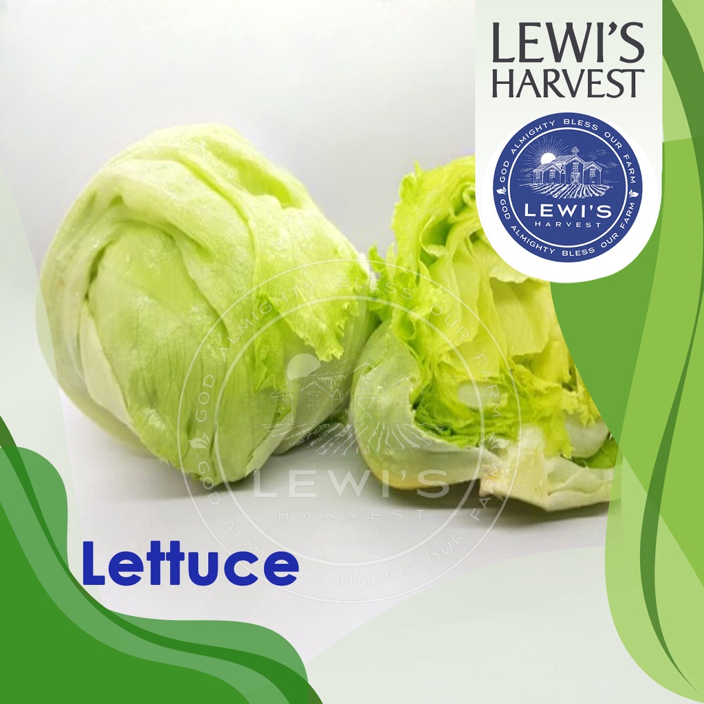 

Lettuce Head Iceberg fresh 500gr