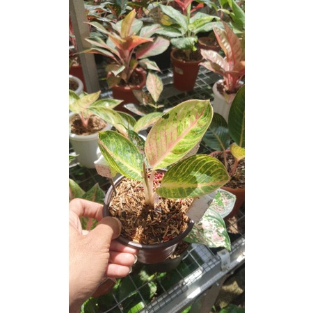 aglaonema goliath remaja