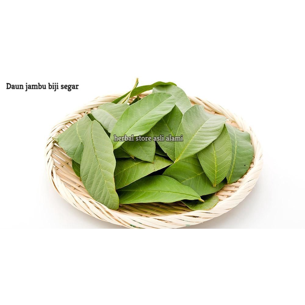 

herbal daun jambu biji segar 100 gr