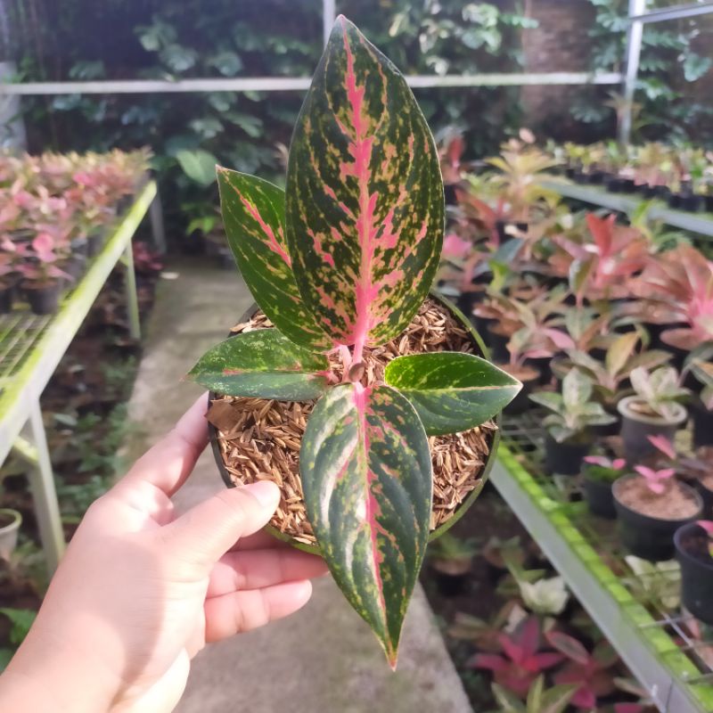 aglonema hot lady