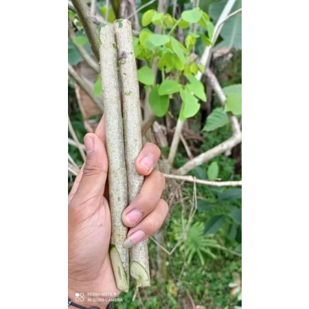STEK POHON GAMAL RESIDE/STEK POHON GAMAL/GRICYLIYA/BIBIT POHON GAMAL RESIDE PAKAN TERNAK/20CM