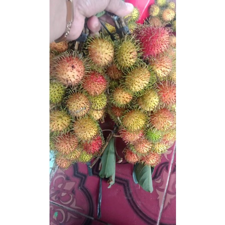 

Rambutan Rapi ah manisss