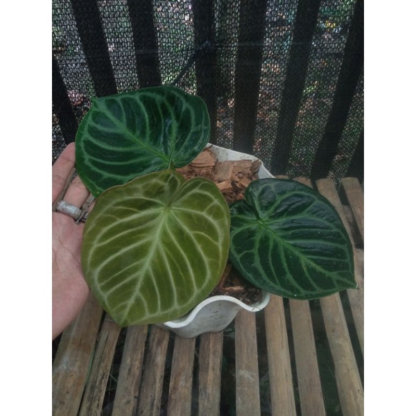 anthurium dorayaki ori