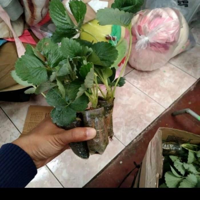 BIBIT TANAMAN BUAH STRAWBERRY KOREA 00222