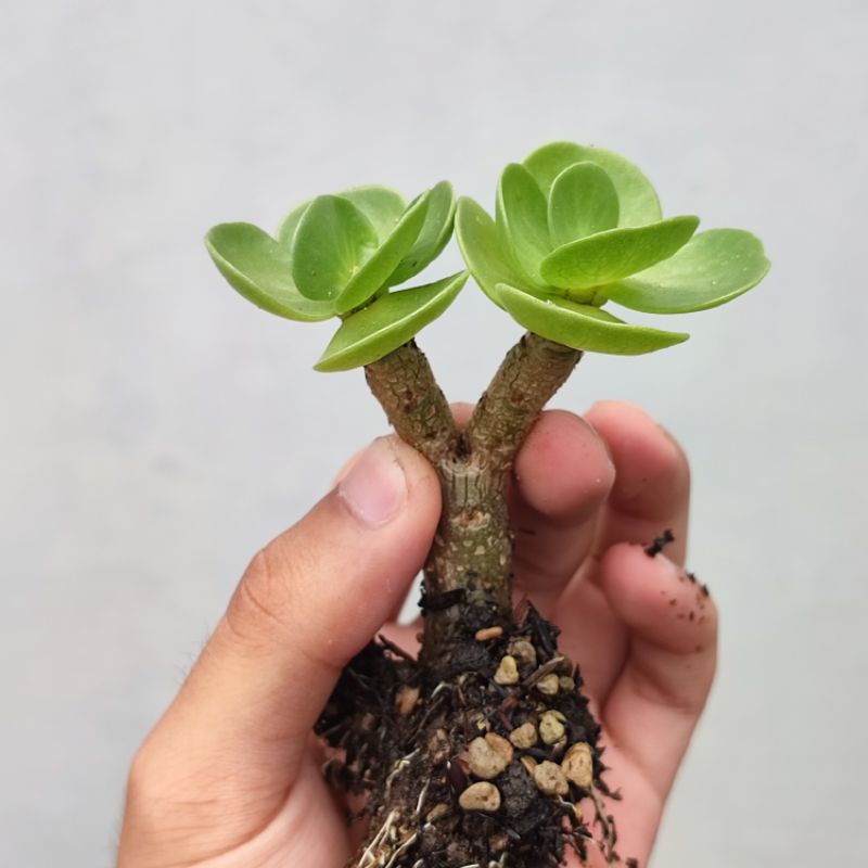 Portulacaria Molokinensis batang bonsai
