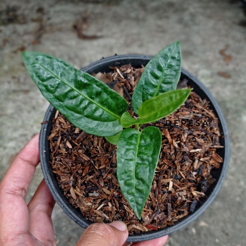 Anthurium Reflexinervium hybrid