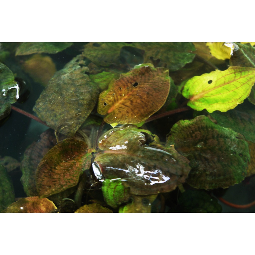 Tanaman Aquascape cryptocoryne striolata round