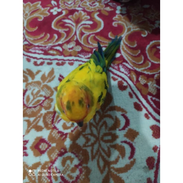 sunconure ftm bumerang